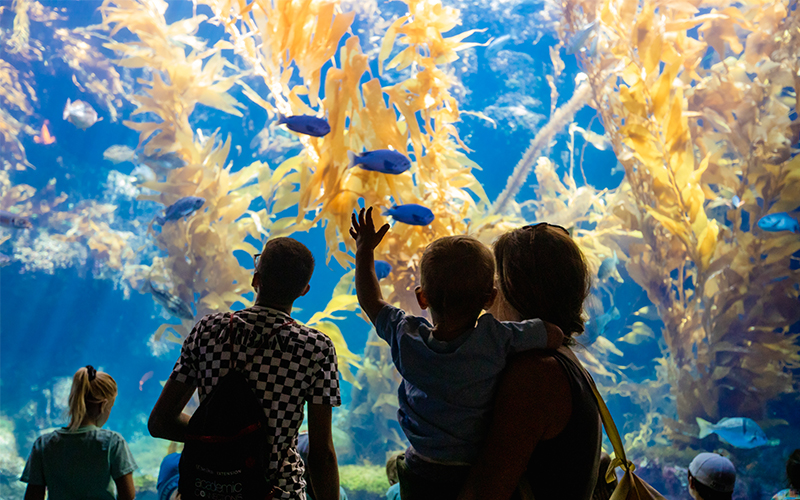 Guests get up close to a Giant Kelp Forest.