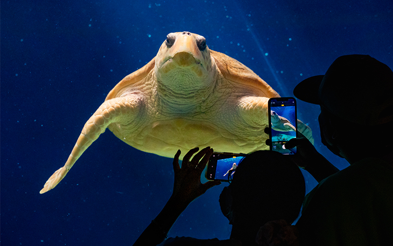 Guests take a picture of a rescued Loggerhead Sea Turtle.